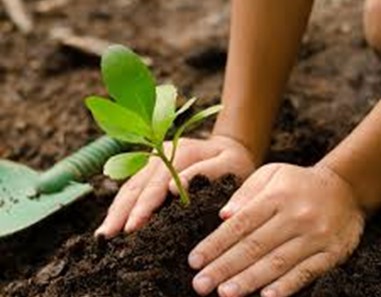 GrownForest